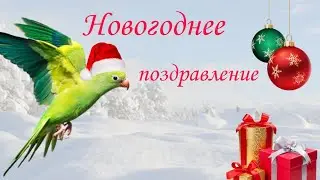 Новогоднее поздравление 🎁