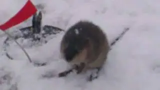 Офигевшая Ондатра