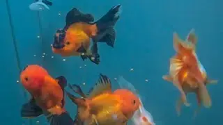 UNDERWATER OUTDOOR GOLDFISH FEEDING 🐟