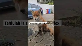 Very Unusual Fox 