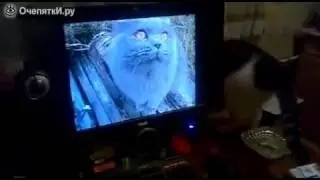 Реакция кошки на видео с котом