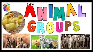 What are the names of different animal groups| Animal groups list| list of animal groups