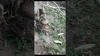 настоящая мать! #duck