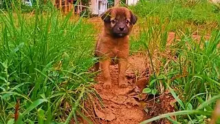 LIFE OF REX❤️