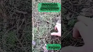РУККОЛА всходит щеткой, как МИКРОЗЕЛЕНЬ. Люблю САМОСЕВ. Что получится? | с Мариной Гусаковой