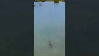 Watch it Disappear 😱
