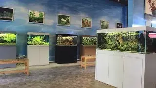 Mengenal Aquascape dan Beragam Jenis Ikan Hias