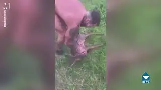 A hero saving drowning deer from freezing canal in his underwear
