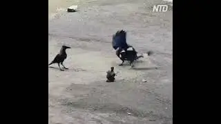 Mother Love never end and every Mother challenges her Life for their Children.
