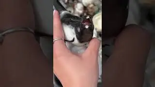 Как жалко фарфор 😔 