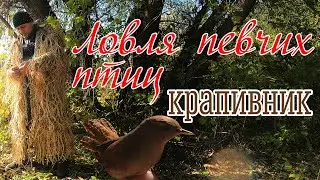Ловля певчих птиц. Крапивник.
