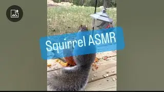 Squirrel ASMR 2023