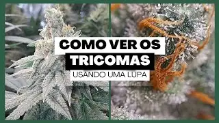 TRICOMAS, Como observá-los #aula30