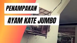 Penampakan Ayam Kate Jumbo | Update Stock Ayam Kate Ceper Kandang Temblok Menceng
