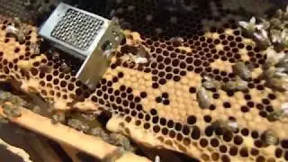WE PLANT AN INFERTILE QUEEN, 100% ACCEPTANCE.