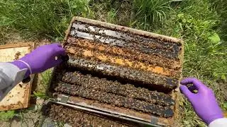 Explosive growth! Beehive started from near-dead swarm comes back in a big way. Wall-to-wall brood.