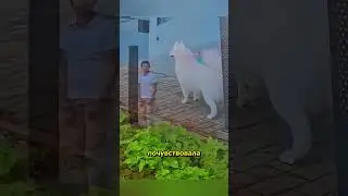 Dog recognizes its owner after 6 months apart 🥹❤️ 