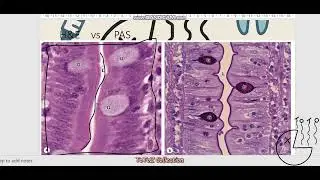 What is Histology part 2