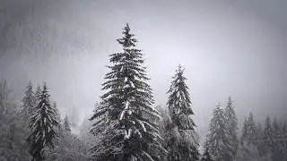 Snowfall Winter Snow Cold Snowflakes White Nature | SAMSUNG S20 ULTRA | No Copyright