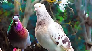 Pigeons... Mindful Moments...