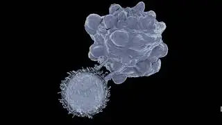 T Cell Animation