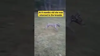 Rescued Weimaraner Runs for First Time