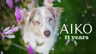 Aiko Australian Shepherd - 11 years old