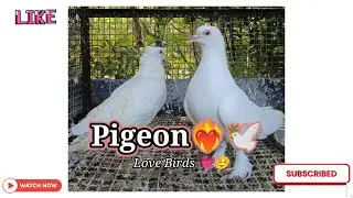 Pigeon❤️🕊️#viral #ytshorts #shorts #pigeonlover #pigeon #pigeons #lovebirds #youtubeshorts #pigeon