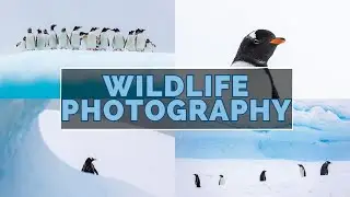 OBSESSED With Environmental Wildlife Photography