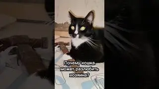 Почему кошка может разлюбить хозяина?😢 