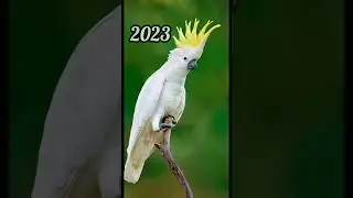2023 cockatoo and 5000bce cockatoo || Past animals ||