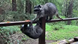 Raccoons / Еноты