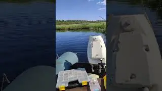 большие щуки на самоловки👍#душакарелии #рыбалка #деревня #красота #озеро #карелия #природа