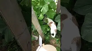 Наш Гриша пошел перекусить