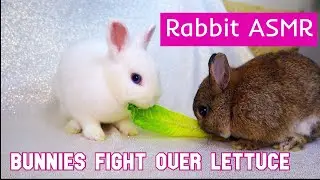 Bunny ASMR: Rabbits Fighting Over Lettuce!