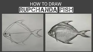 Rupchanda Fish Drawing /  রূপচাঁদা মাছ আঁকা / How to draw Silver Pomfret fish