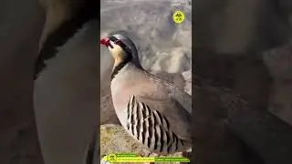Keklik Sevdası Bir Başkadır, Tüm Sekmanlara Gelsin. 🤗