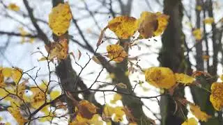 Autumn Fall Leaves Changing Colour Red Yellow Slow Motion | FREE STOCK FOOTAGE