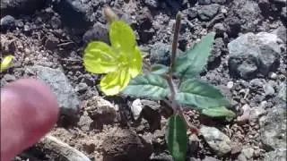 Desert Wildflowers