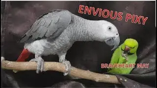 ENVIOUS GREY PARROT PIXY