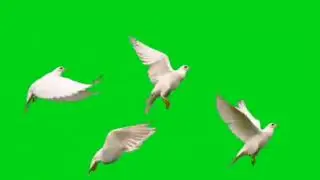 GREEN SCREEN Dove birds Flying effects HD No copyright I chroma key dove pigeon#effects #viralvideo