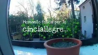 Momento felice per cinciallegre