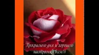Музыка, розы -  презентация страницы.