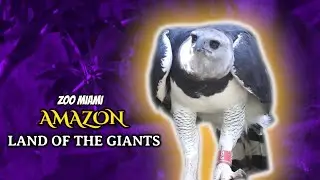 Amazon Land of the Giants | Zoo Miami