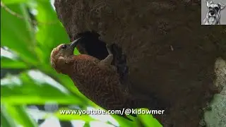 RUFOUS WOODPECKER Nest Building, Singapore