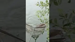 🔥 CARP FISHING – CARP CAMP HAULER! #dnabaits #carpfishing #shorts