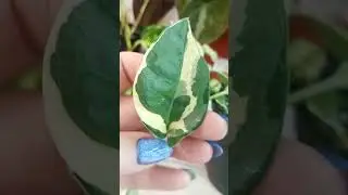 Цветочное ассорти. Вьюны.