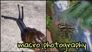 macro photography || macro photography tips and tricks