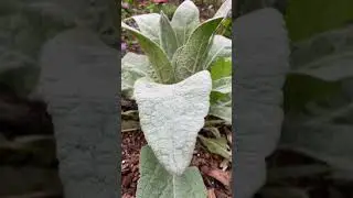 Medicinals Growing Around the Yard, Zone 5a | June 6, 2023