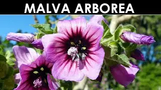 VErba Volant - Una malva ad alberello